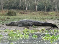 Crocodile in Chitwan